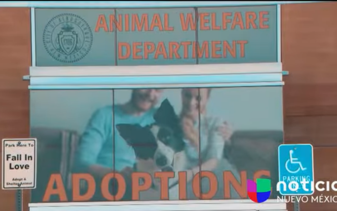Un programa de la ciudad de Albuquerque tiene como objetivo ayudar a los dueños de mascotas extraviadas