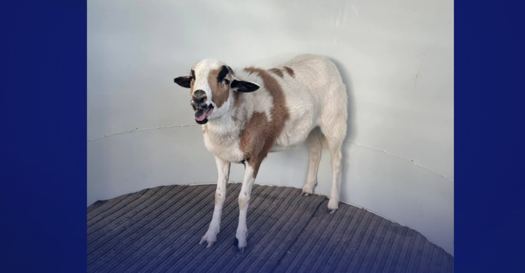 Cabra corre libremente por Hart Road en Santa Fe antes de ser capturada por autoridades