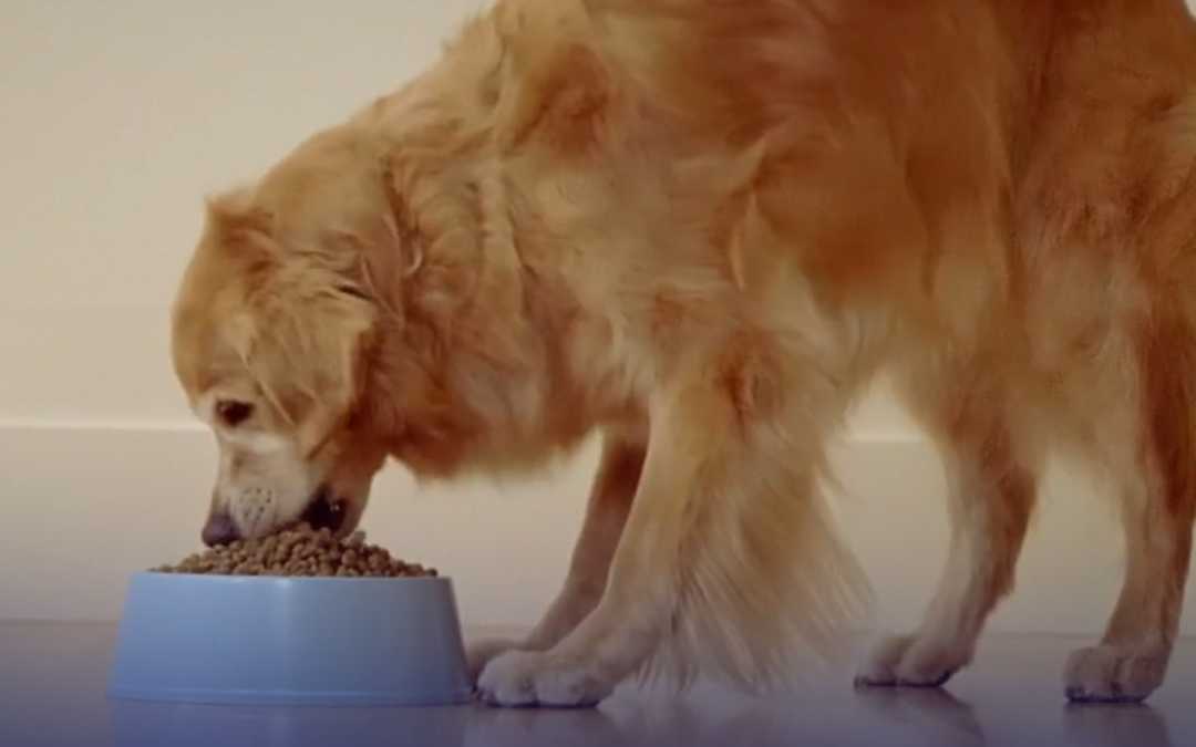 Albuquerque aprueba actualización a ordenanza para proteger a los animales