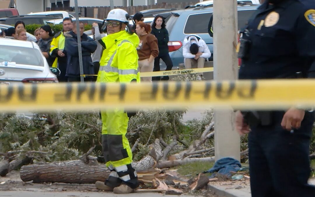 Muerte Trágica en San Diego: Caída de Árbol Durante Nochebuena Deja a una Familia de Luto