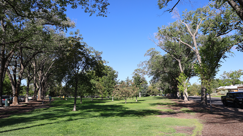 Aprueban 2 millones de dólares para la restauración del césped de parques en Albuquerque