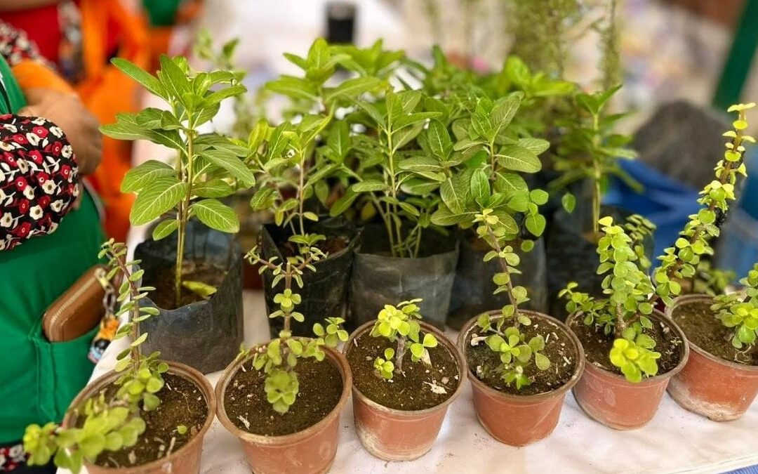 Torreón Establece un Nuevo Récord Nacional de Árboles Plantados en 2025