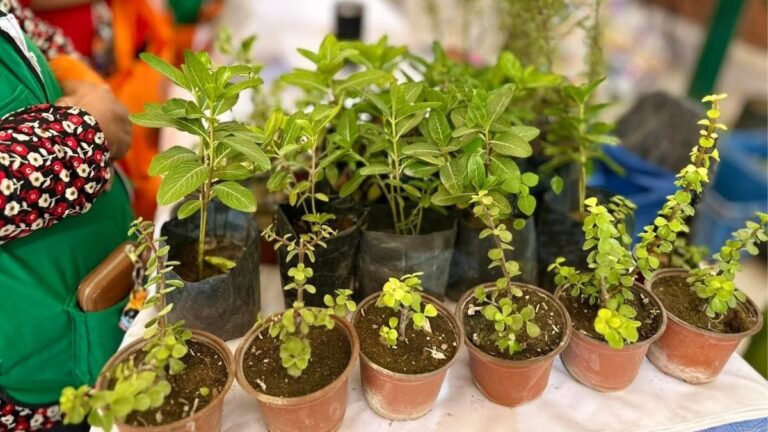 Torreón Establece un Nuevo Récord Nacional de Árboles Plantados en 2025
