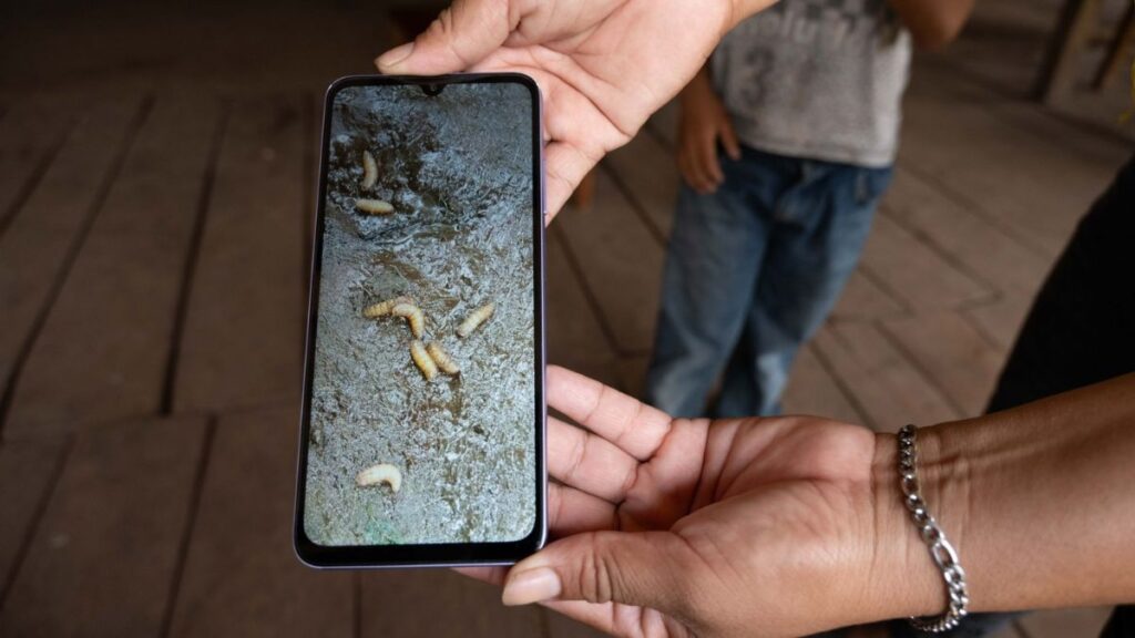 Alerta Sanitaria: Primer Caso de Gusano Barrenador en Ganado de Edomex