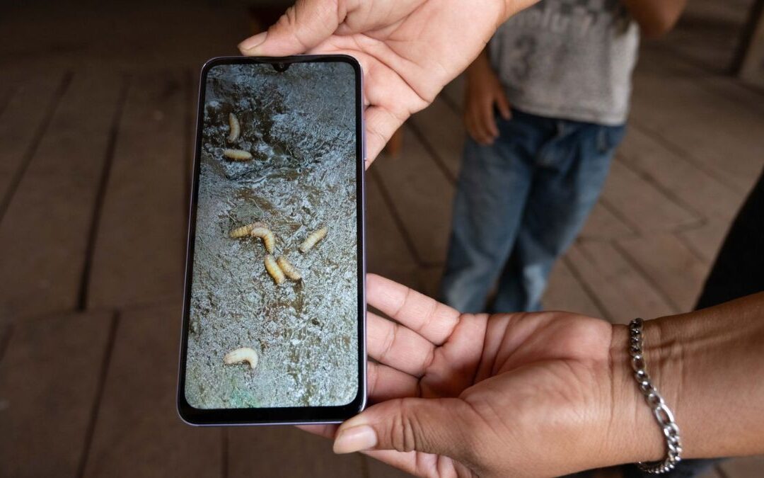 Alerta Sanitaria: Primer Caso de Gusano Barrenador en Ganado de Edomex