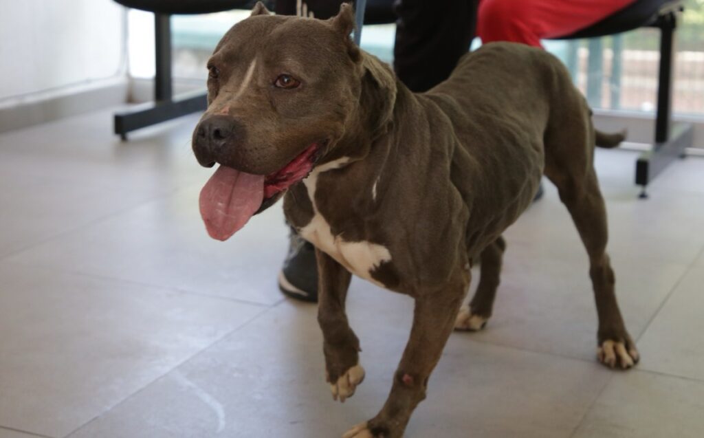 Guadalajara: 133 Adopciones de Mascotas Rescatadas en el Último Año