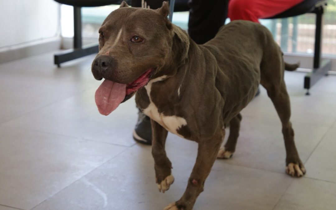 Guadalajara: 133 Adopciones de Mascotas Rescatadas en el Último Año