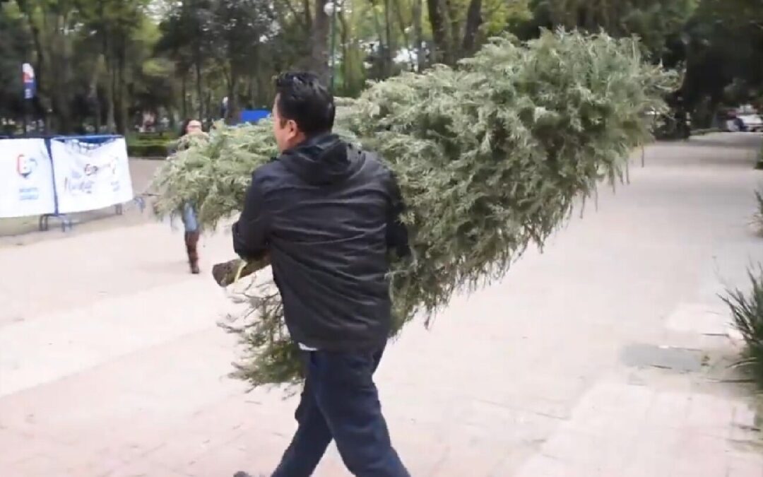 Reciclar Árboles de Navidad en Zapopan: Puntos y Beneficios
