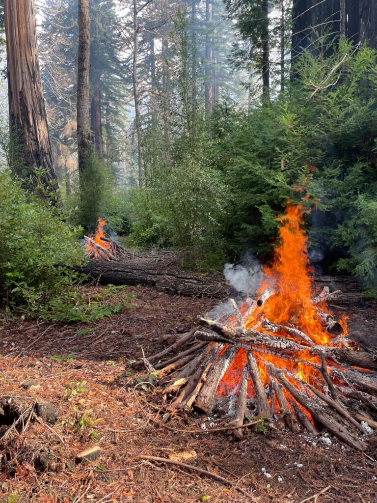Quema Controlada en Big Basin Redwoods: Un Paso Clave para la Salud del Bosque