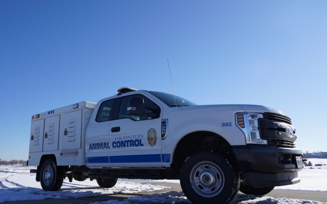 Cómo Proteger a tus Mascotas Durante las Temperaturas Extremas