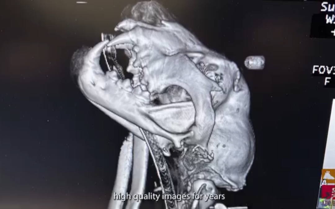 ABQ BioPark eleva su atención veterinaria con nuevo escáner CT en sitio