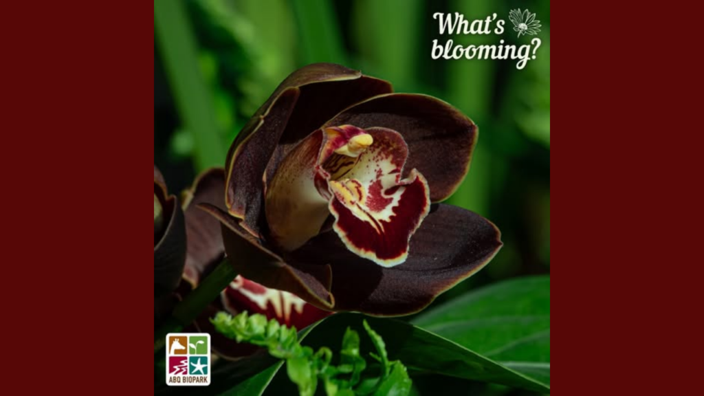 El ABQ BioPark destaca la historia milenaria de la orquídea barco