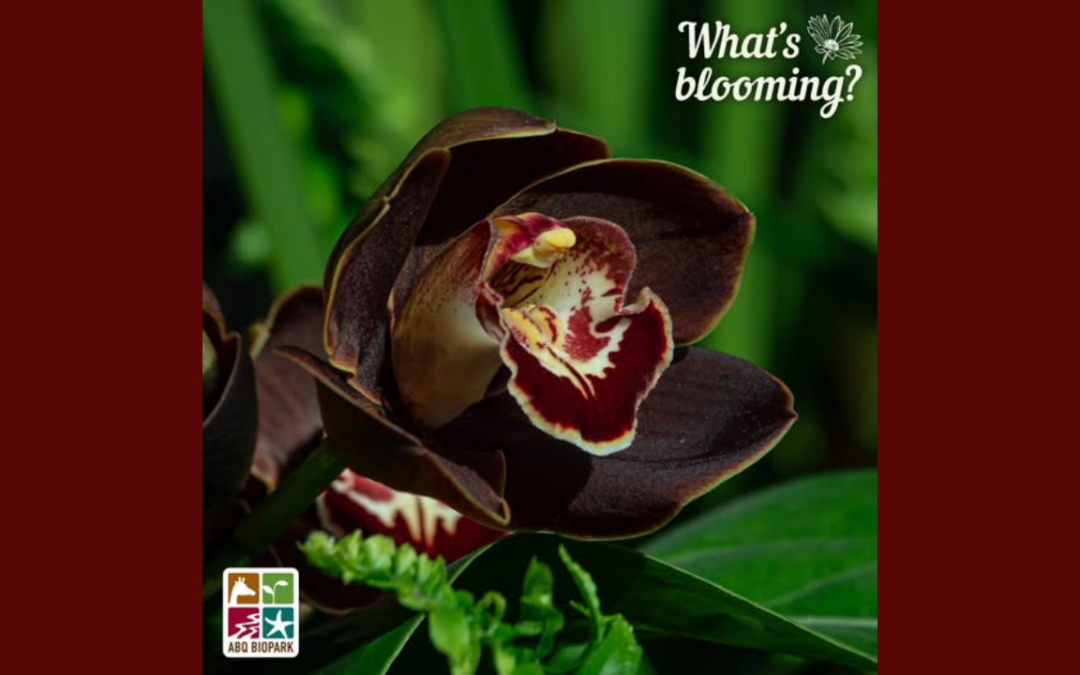 El ABQ BioPark destaca la historia milenaria de la orquídea barco