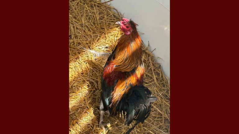 Gallo perdido es rescatado en Santa Fe y busca nuevo hogar