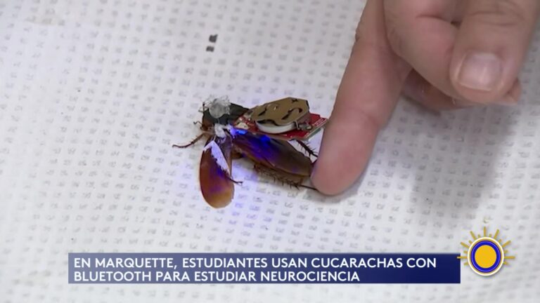 Neurociencia: Estudiantes Controlan Cucarachas Con Tecnología Bluetooth
