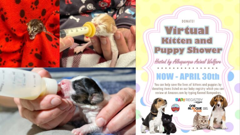 Albuquerque lanza campaña para ayudar a cachorros y gatitos huérfanos ante aumento en temporada de verano