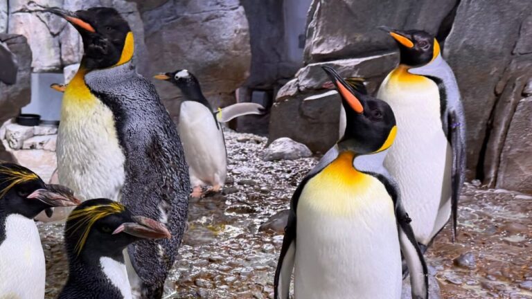 Oficiales del Departamento de Policía de Albuquerque participaron en una actividad comunitaria junto al ABQ BioPark, donde combinaron entrenamiento especializado con labores de limpieza en el área de exhibición de pingüinos.