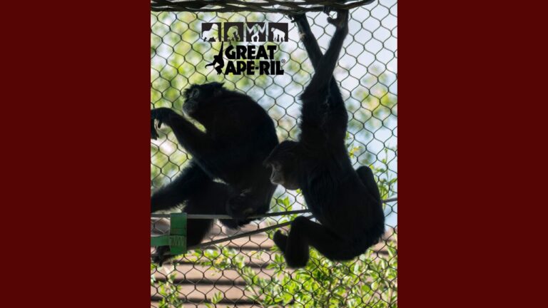 ABQ BioPark celebra “Great Ape-ril” con actividades educativas sobre primates durante todo el mes de abril