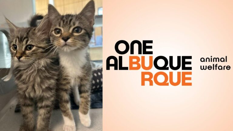 Programa de esterilización en Albuquerque supera expectativas en “temporada de gatitos”