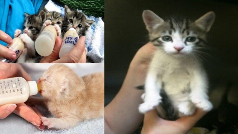 Refugios de Albuquerque comparten qué hacer al encontrar gatitos durante la “kitten season”