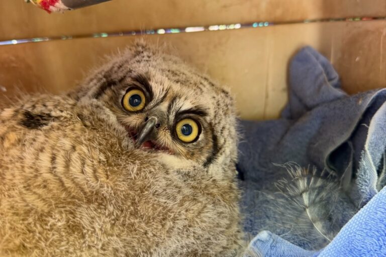 Temporada de “fledgling”; Autoridades de Albuquerque explican qué hacer al ver crías de búhos fuera del nido