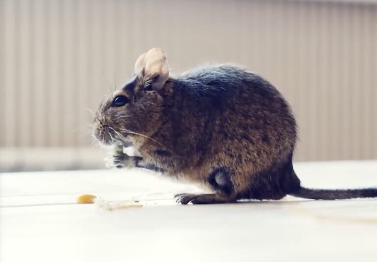 Brote de Hantavirus en el Atlántico y su vínculo con Nuevo México