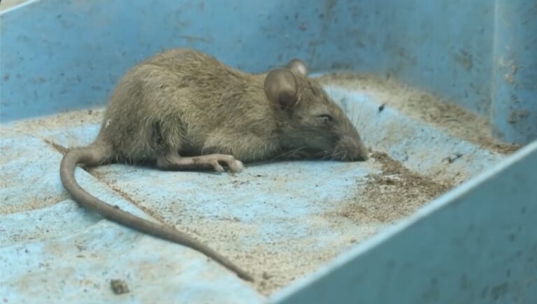 El Hantavirus se extiende por el mundo y alerta a Nuevo México.
