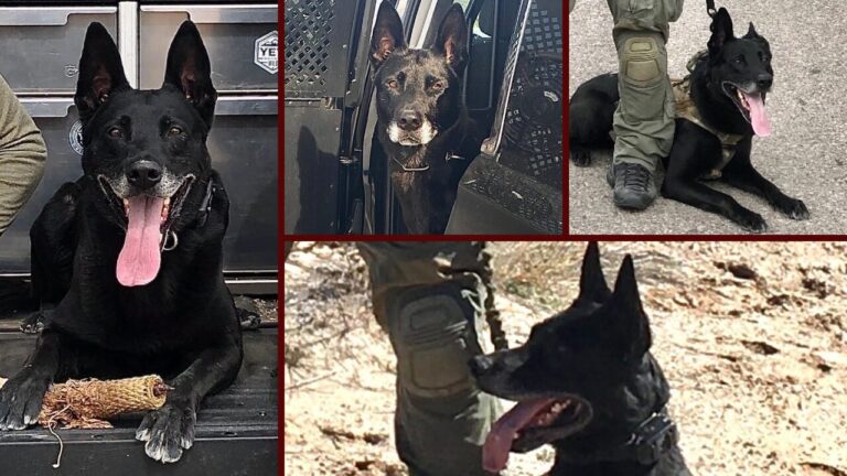 Fallece Jantha, perro policía retirado del Departamento de Policía de Albuquerque