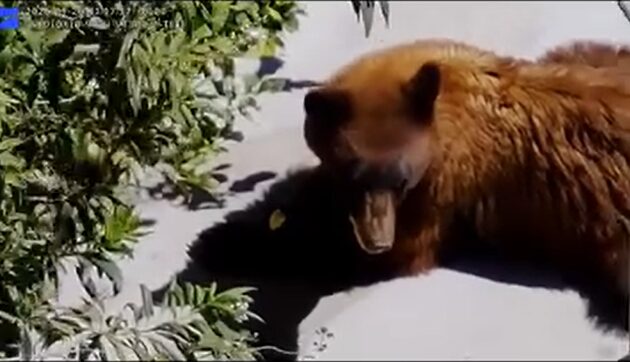 Oso pasea por el oeste de Albuquerque, come manzanas y toma agua de una alberca