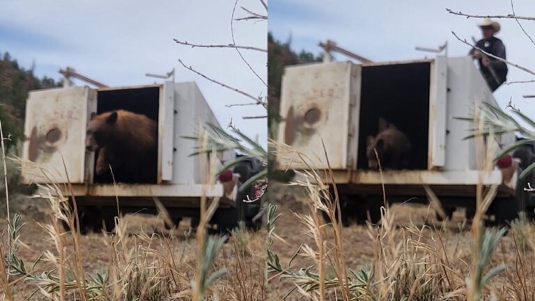 Liberan en su hábitat natural a osa y su cría capturadas en el noroeste de Albuquerque