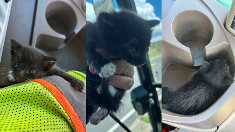 Trabajador de NMDOT rescata a un gatito en la carretera US 180 cerca de Silver City