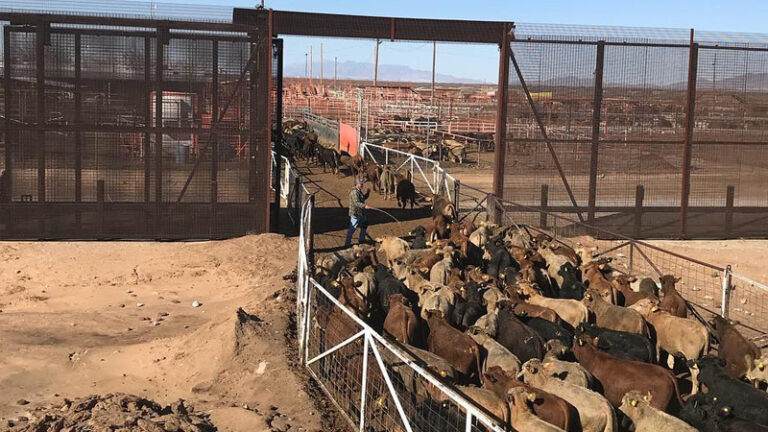 Cruce ganadero de Santa Teresa avanza hacia su reapertura tras cierre por plaga de gusano barrenador
