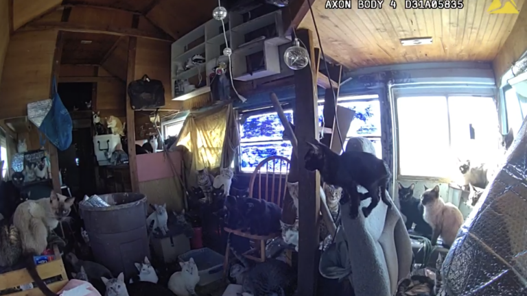 Policía de Albuquerque arresta a hombre y rescata a más de 100 gatos tras incendio en cochera
